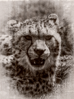 1719218489262842096data.jpg