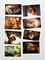 Virgile BARBAS - VIRGILE PHOTOGRAPHY