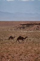 Noémy SMECICAS - SMECICAS NOEMY